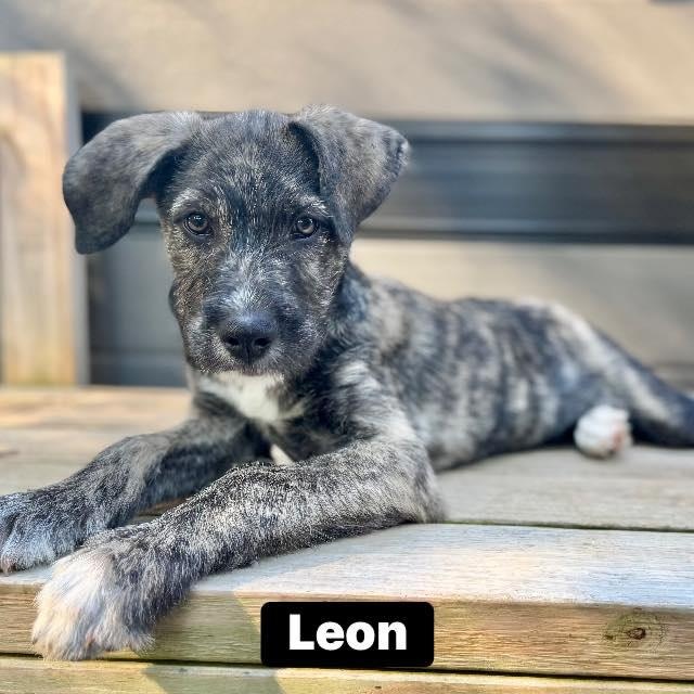 Leon