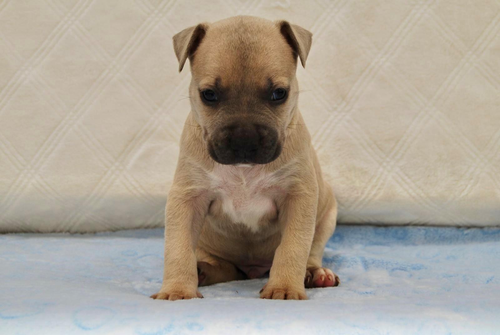 SHAY, ADOPTABLE, Young Female Bulldog.