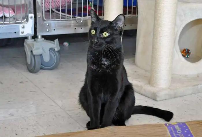 Sigurd, Adult Male Domestic Short Hair