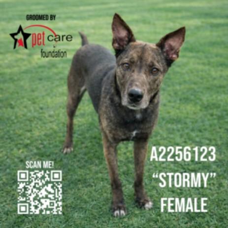 STORMY, Adoptable, Adult Female German Shepherd Dog & Mixed Breed.