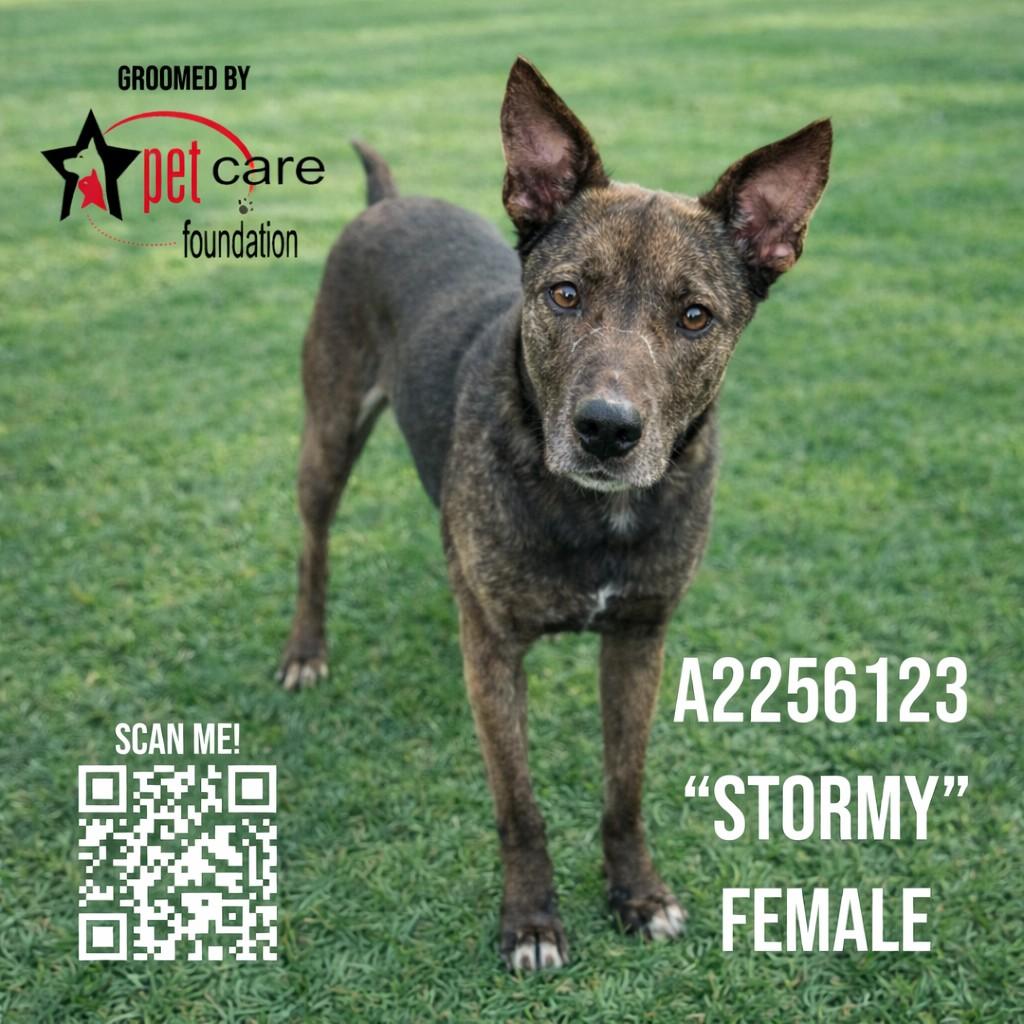 STORMY, Adoptable, Adult Female German Shepherd Dog & Mixed Breed.