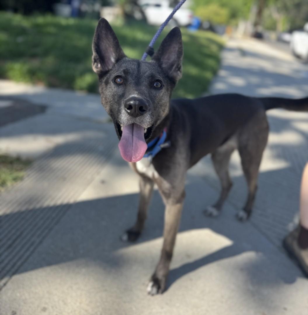 STORMY, Adoptable, Adult Female German Shepherd Dog & Mixed Breed.