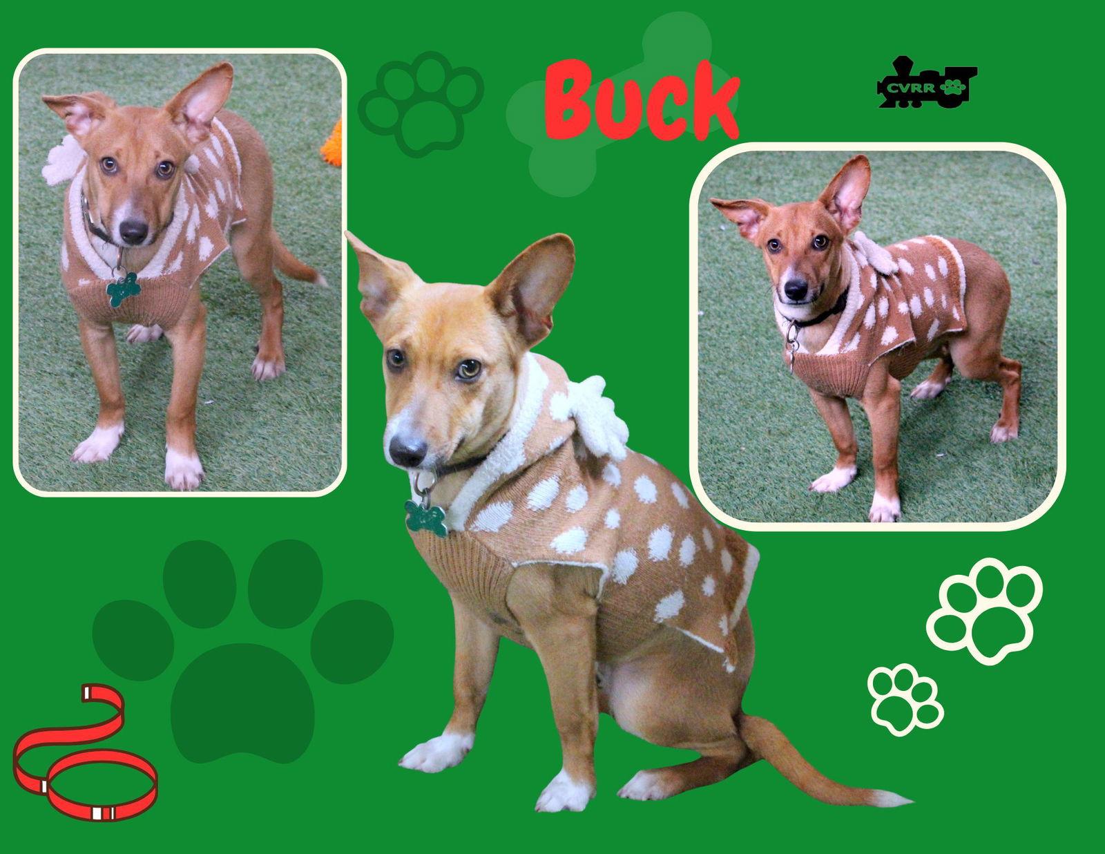 Buck, Adoptable, Puppy Male Terrier & Beagle.