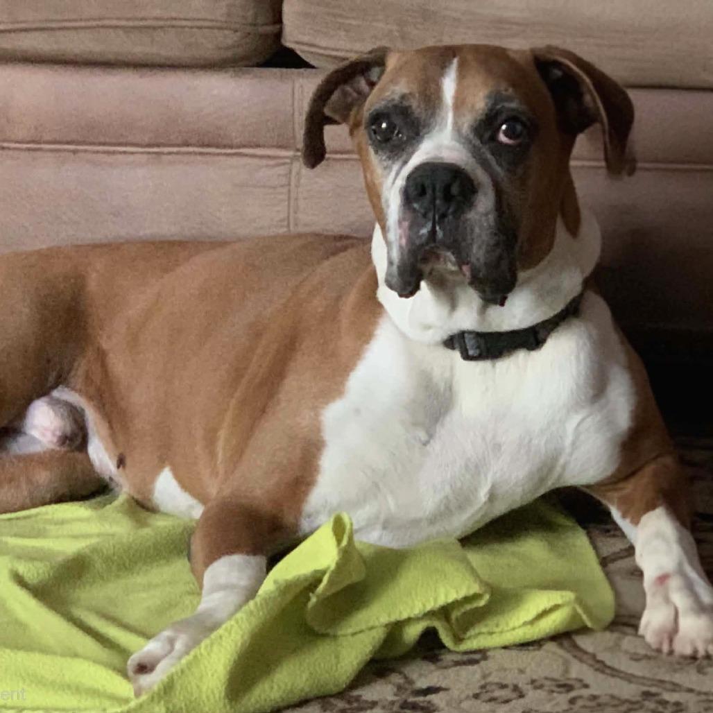 Russell, ADOPTABLE, Senior Male Boxer.