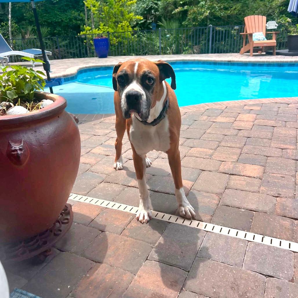 Russell, a ADOPTABLE Boxer in Tallahassee, FL image 6/6