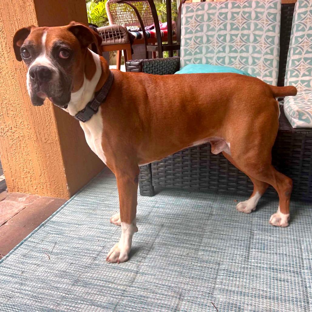 Russell, a ADOPTABLE Boxer in Tallahassee, FL image 3/6