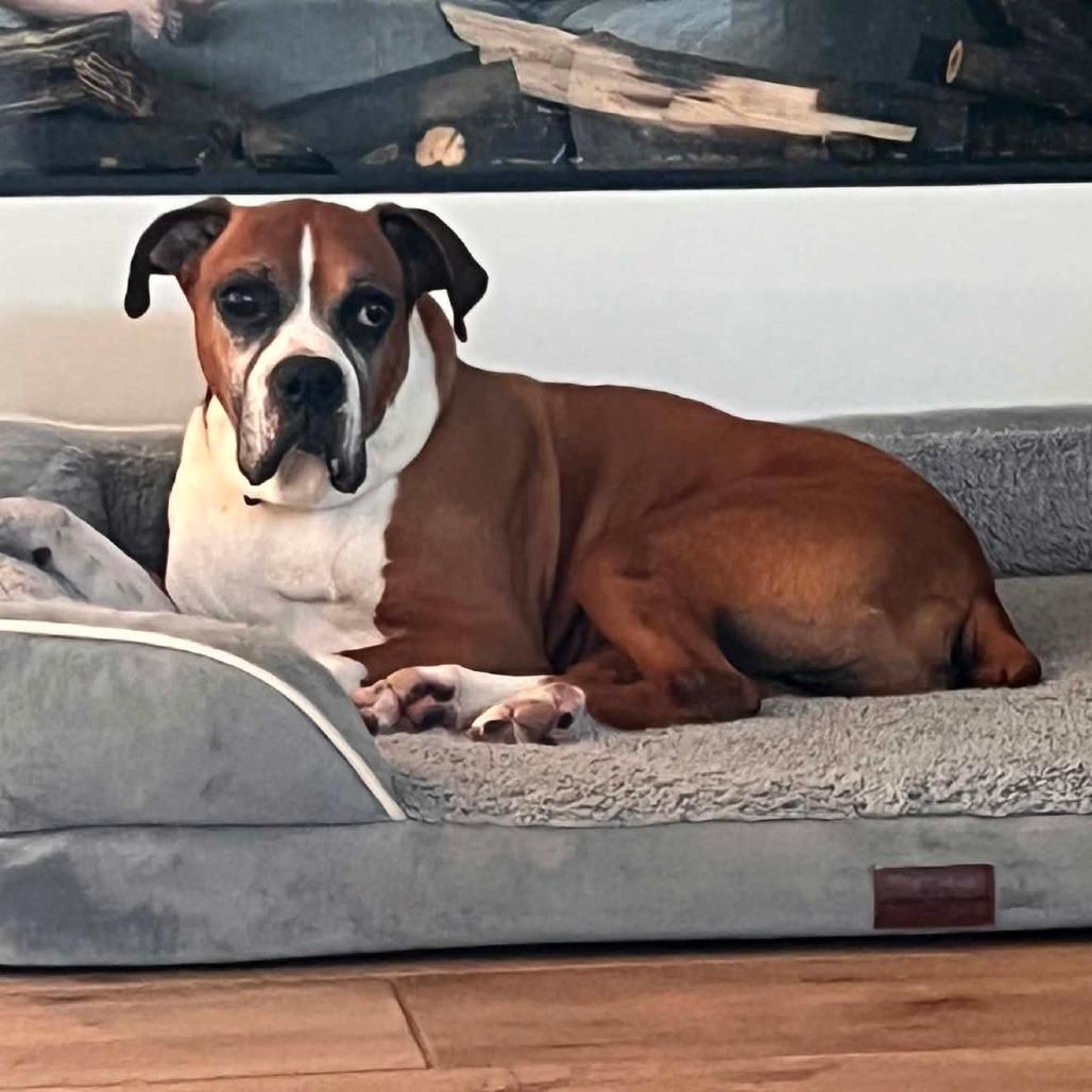 Russell, a ADOPTABLE Boxer in Tallahassee, FL image 5/6