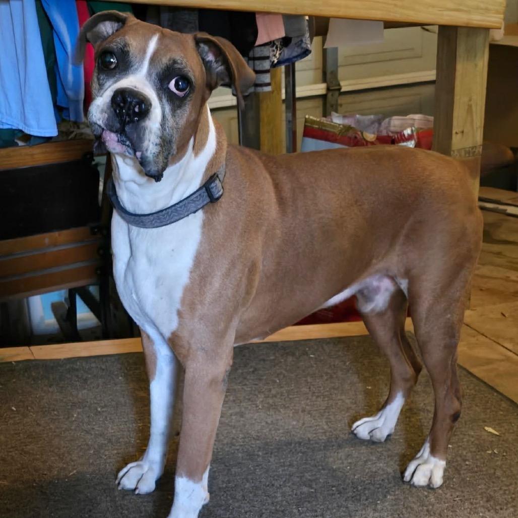 Enlarge Russell, a ADOPTABLE Boxer in Tallahassee, FL image 1/1