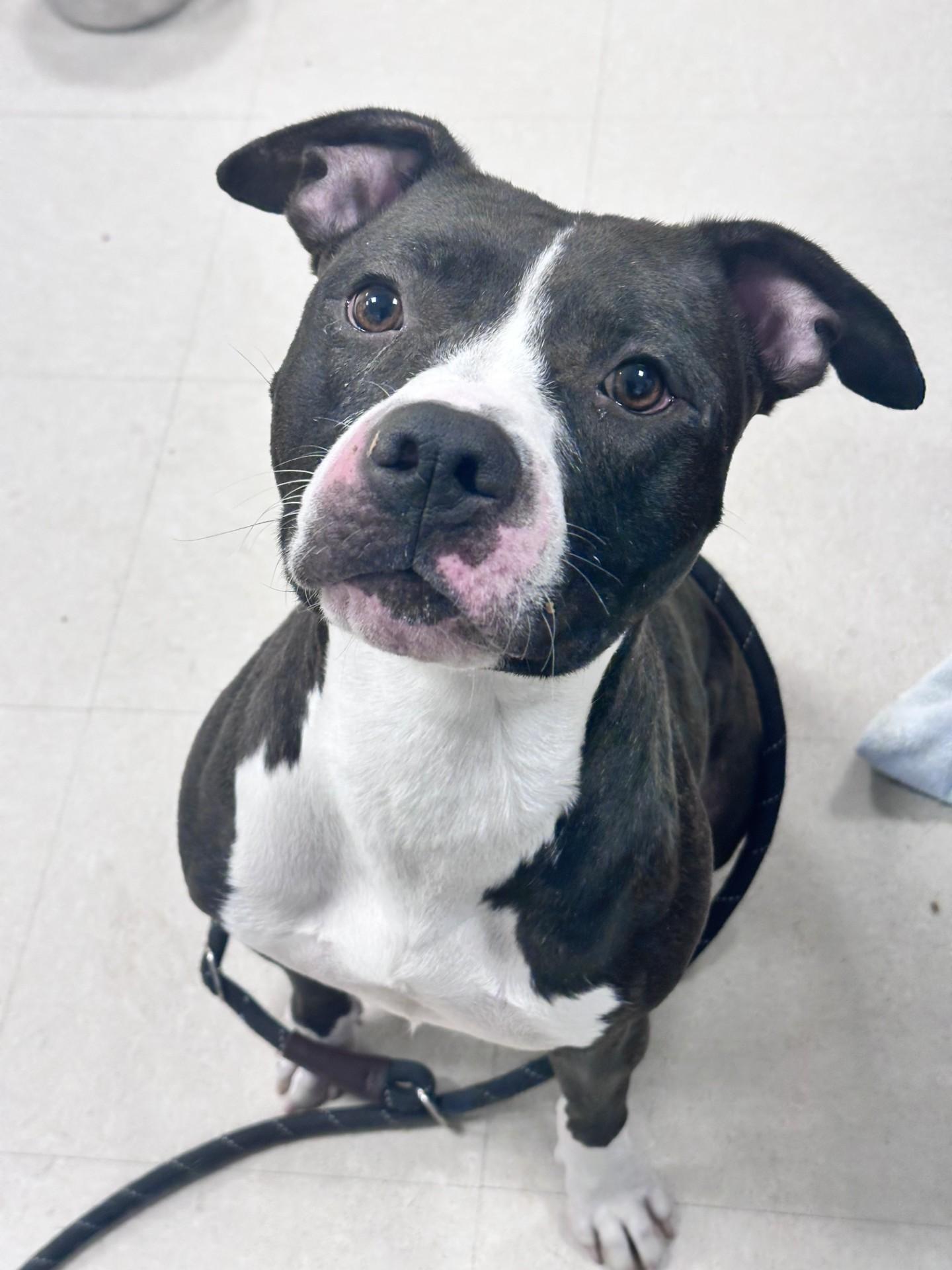 Enlarge Buffy, a Adopted Pit Bull Terrier in Clayton, NJ image 2/2