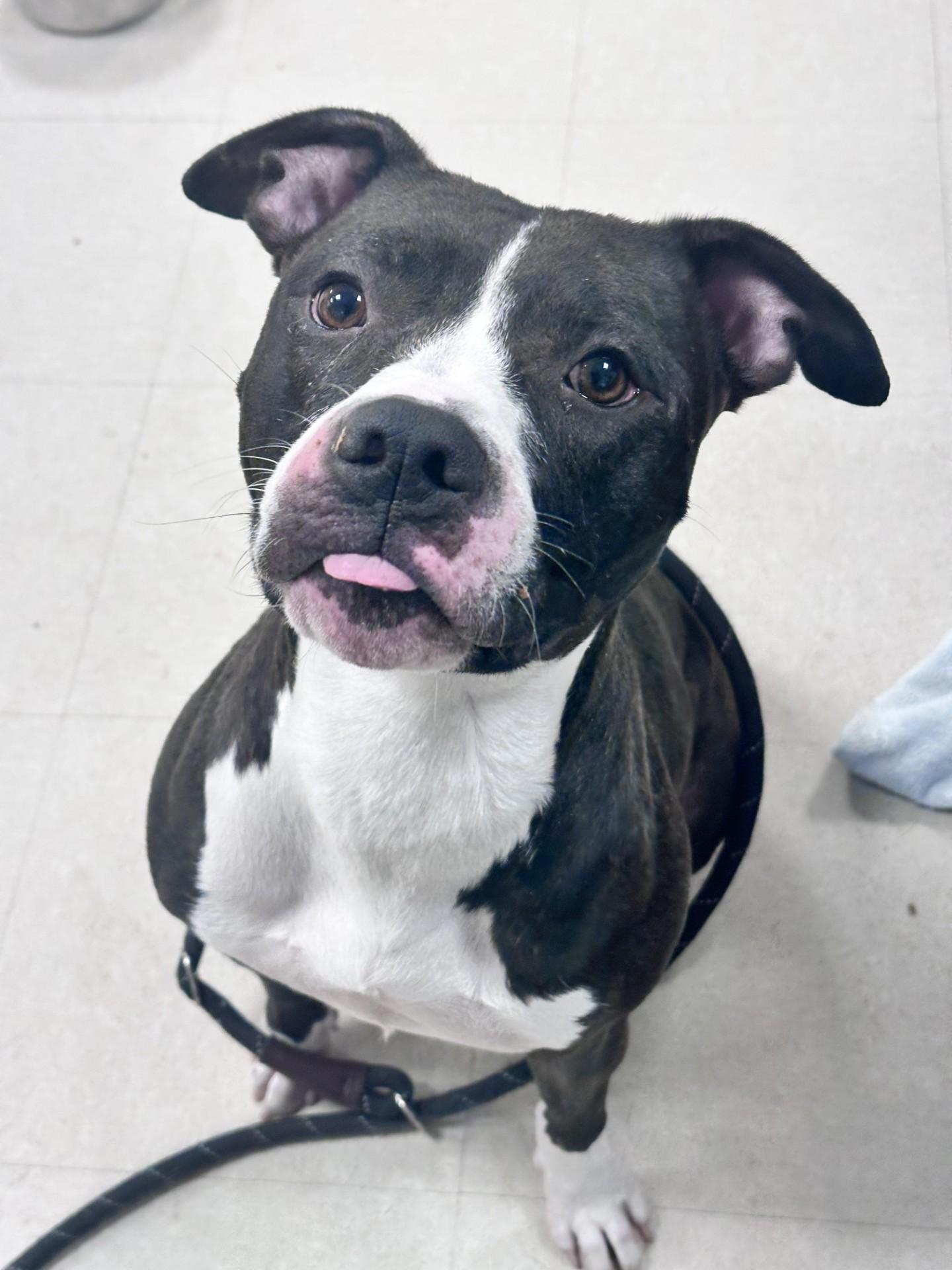 Buffy, Adopted, Young Female Pit Bull Terrier.