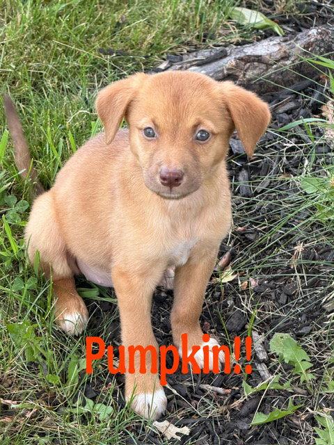 Pumpkin, Adopted, Puppy Female Labrador Retriever.