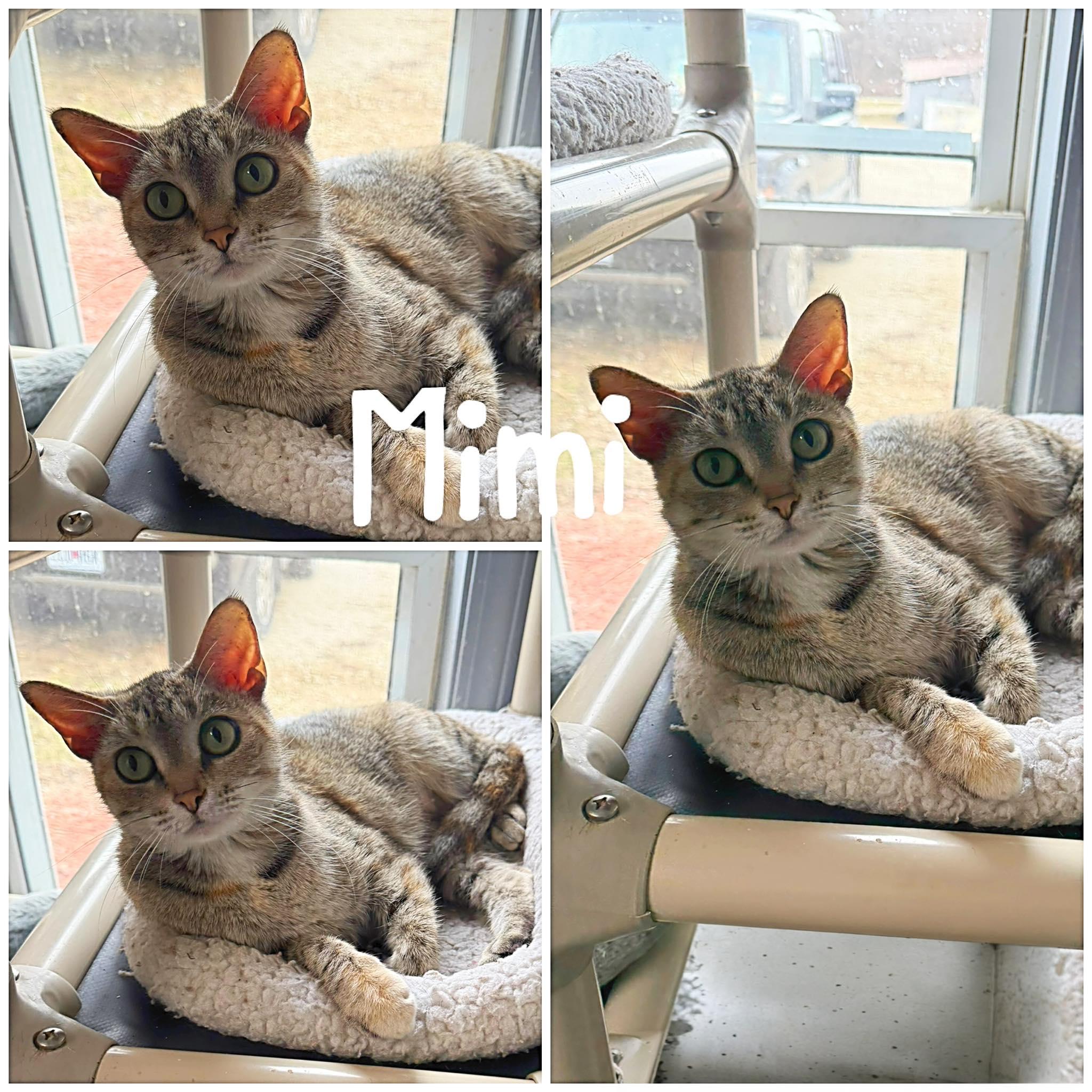 Mimi, ADOPTABLE, Adult Female Domestic Short Hair.