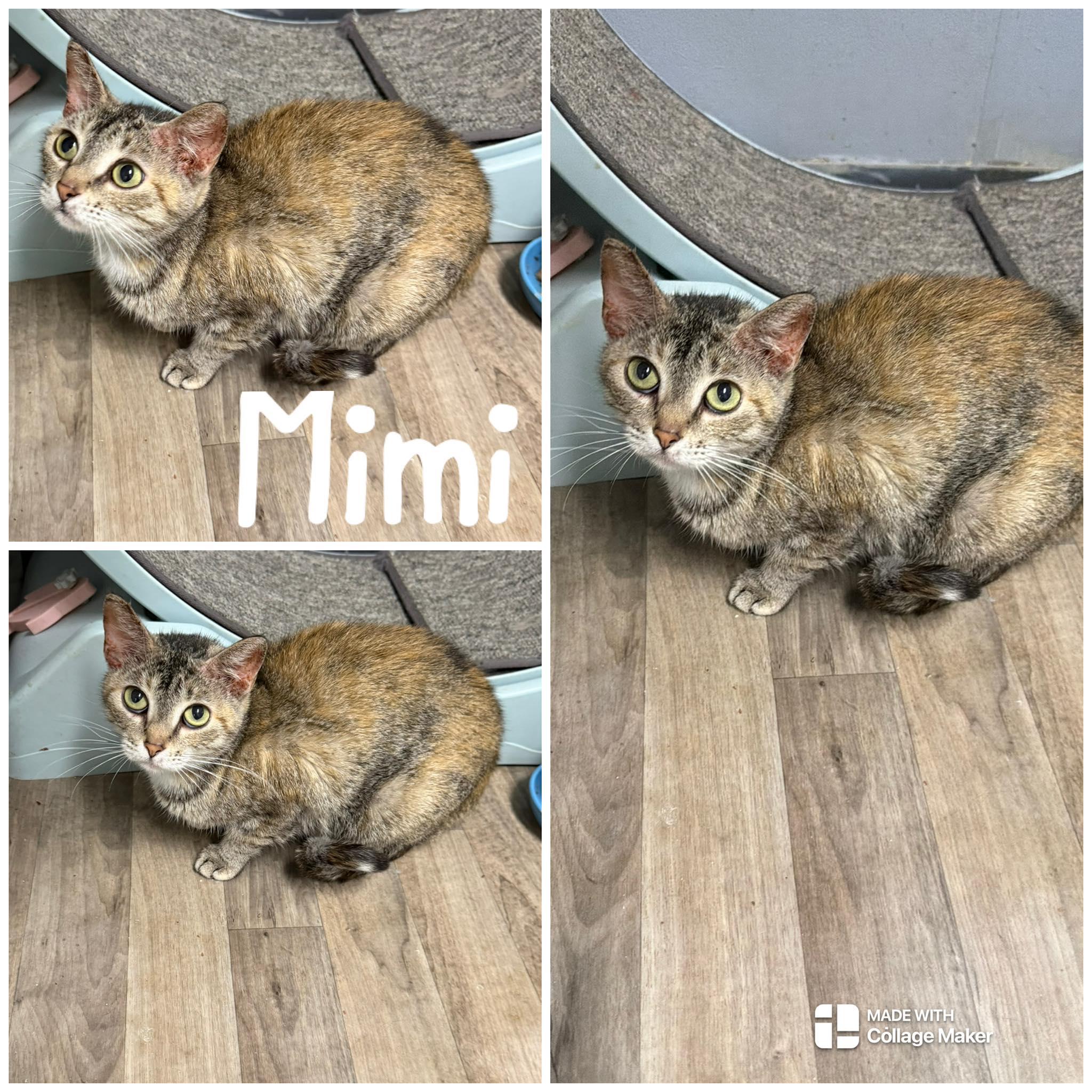 Mimi, ADOPTABLE, Adult Female Domestic Short Hair.