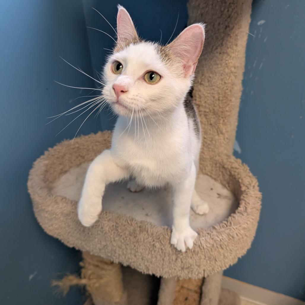 Leonard, Adoptable, Young Male Domestic Short Hair.