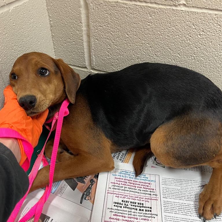 Star, Adoptable, Young Female Beagle.