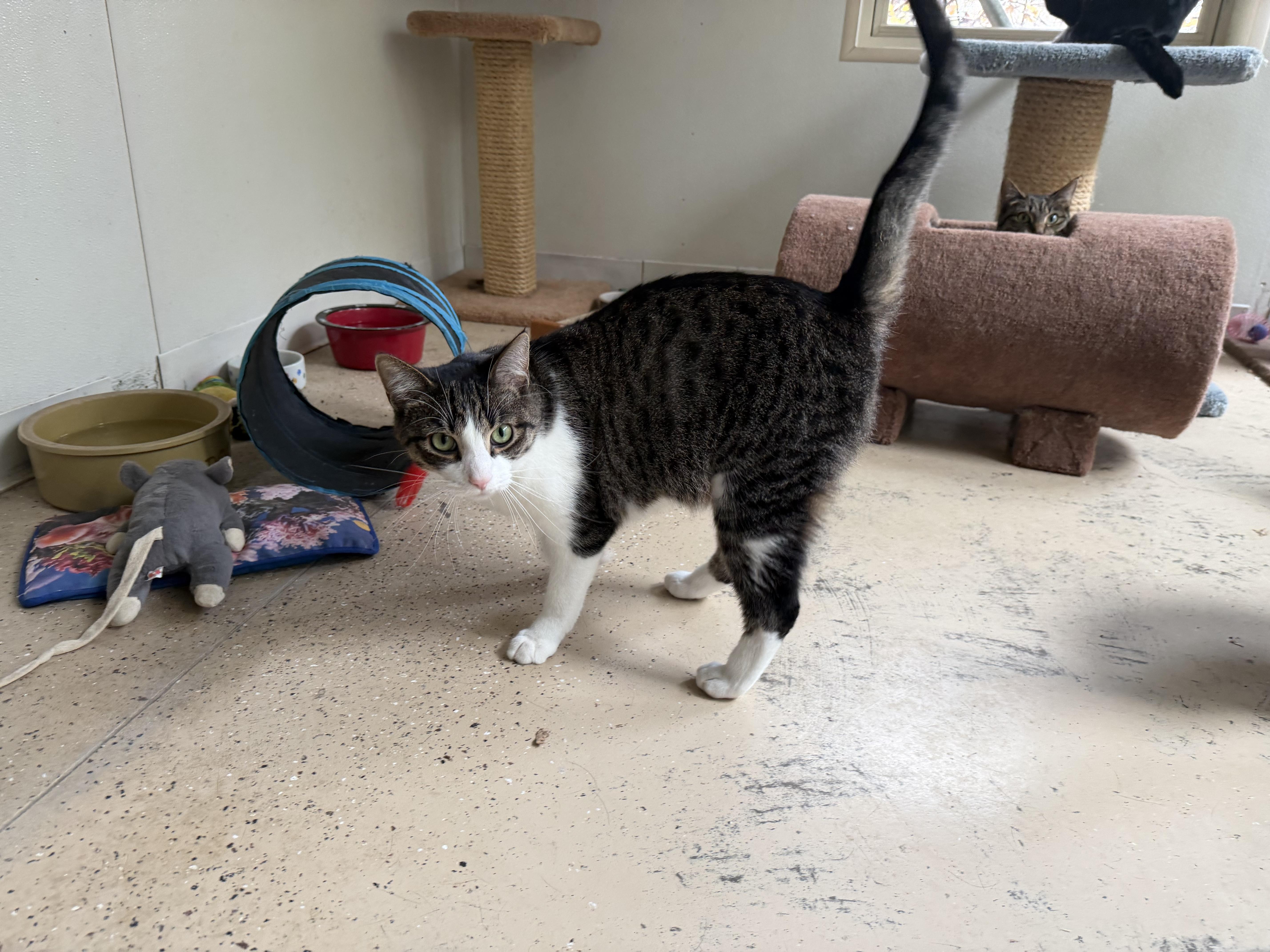 Pete, Adoptable, Young Male Domestic Short Hair.