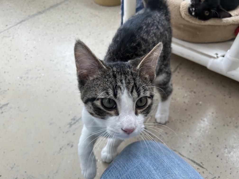 Enlarge Pete, a Adoptable Domestic Short Hair in Eagle River, WI image 1/1