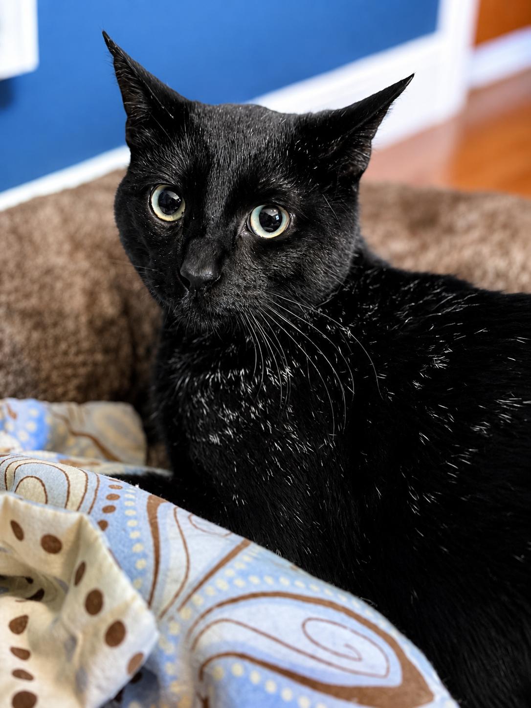 Enlarge Day Day, a Adoptable Domestic Short Hair in Middletown, CT image 1/5