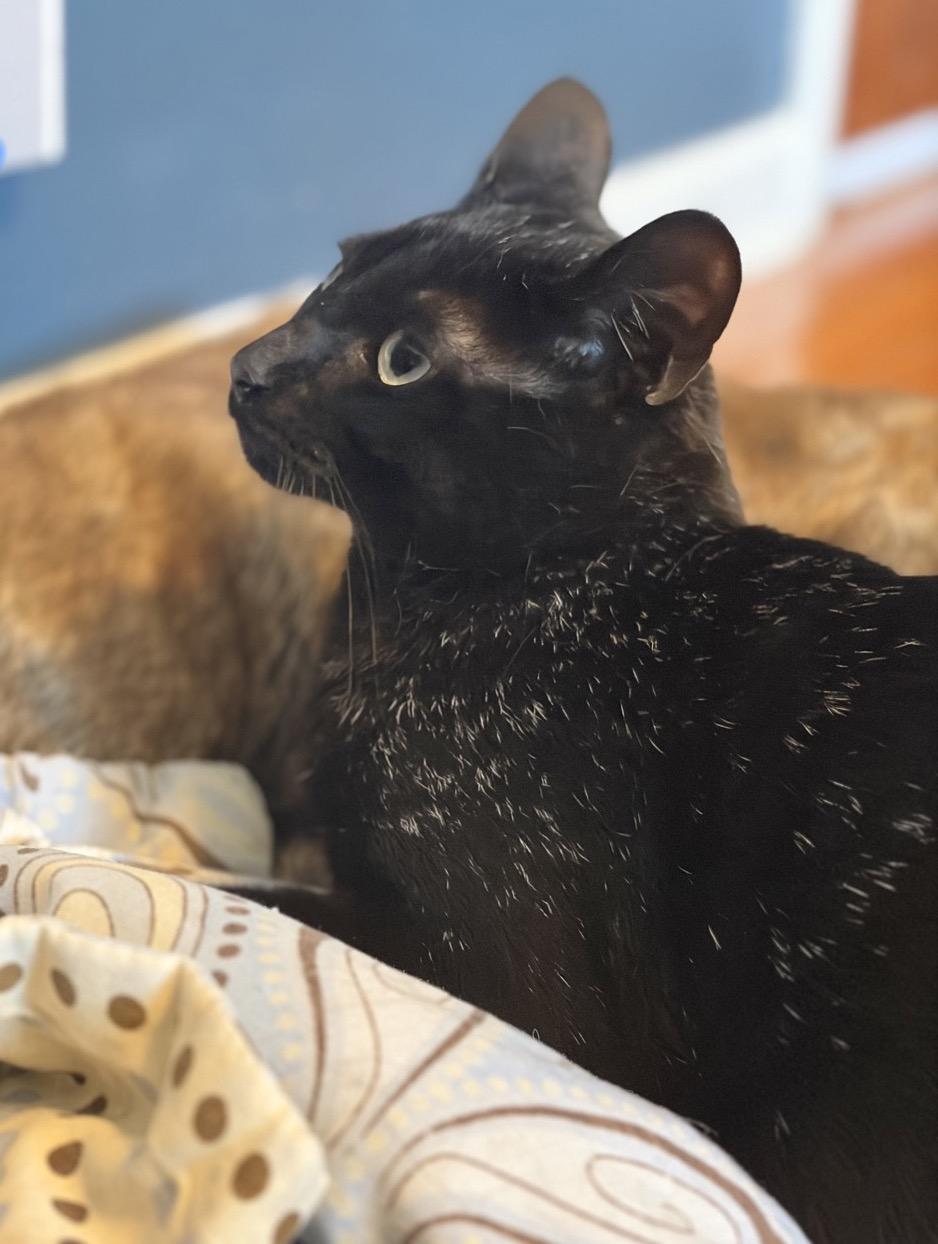 Enlarge Day Day, a Adoptable Domestic Short Hair in Middletown, CT image 3/5
