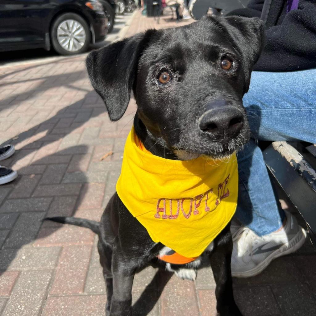 Charlie, Adoptable, Adult Male Retriever.