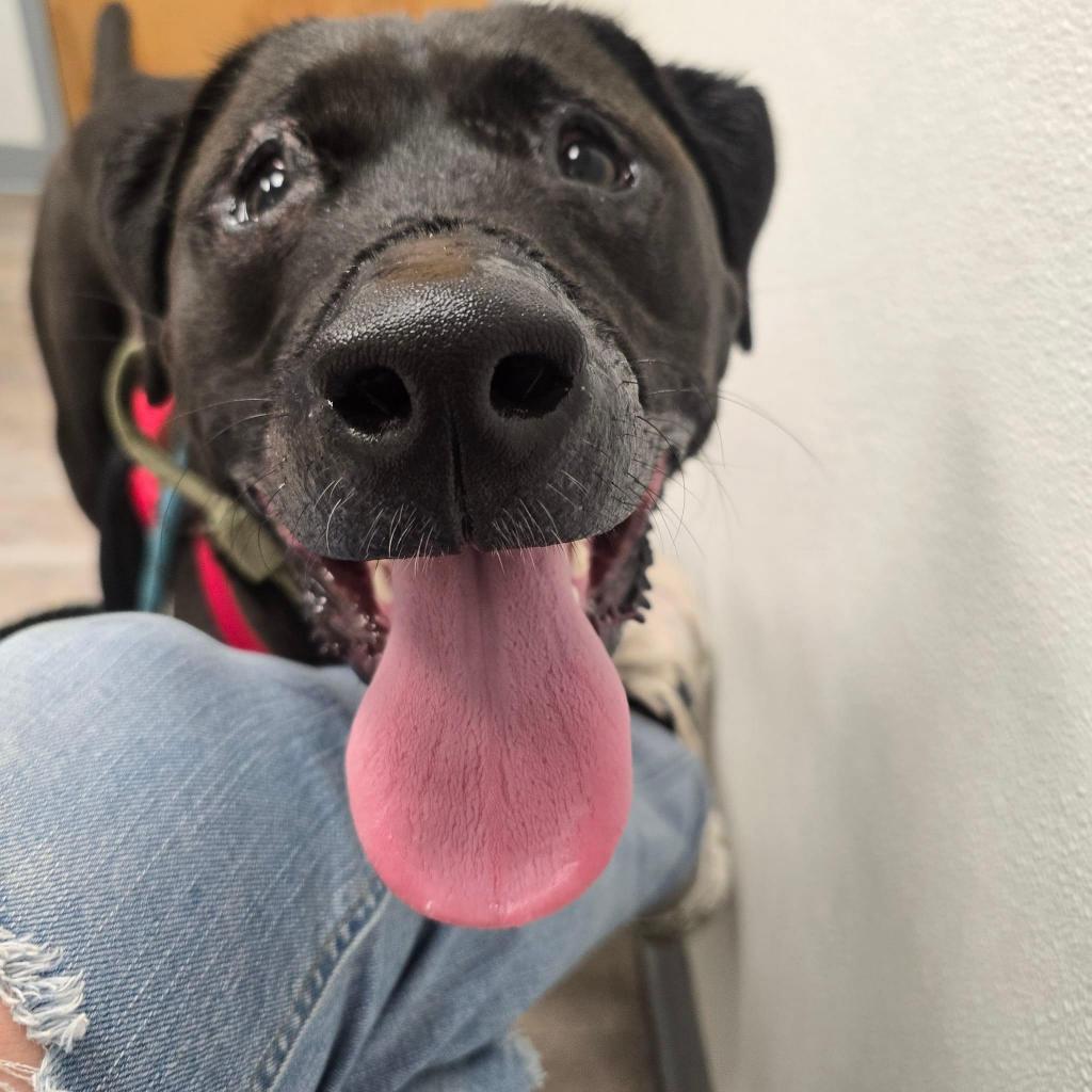 Charlie, Adoptable, Adult Male Retriever.