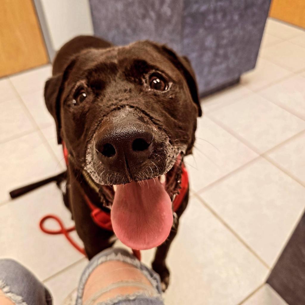 Enlarge Charlie, a Adoptable Retriever in Allen, TX image 2/6