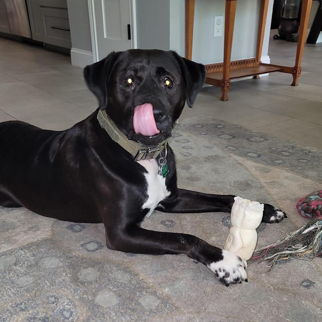 Enlarge Charlie, a Adoptable Retriever in Allen, TX image 3/6