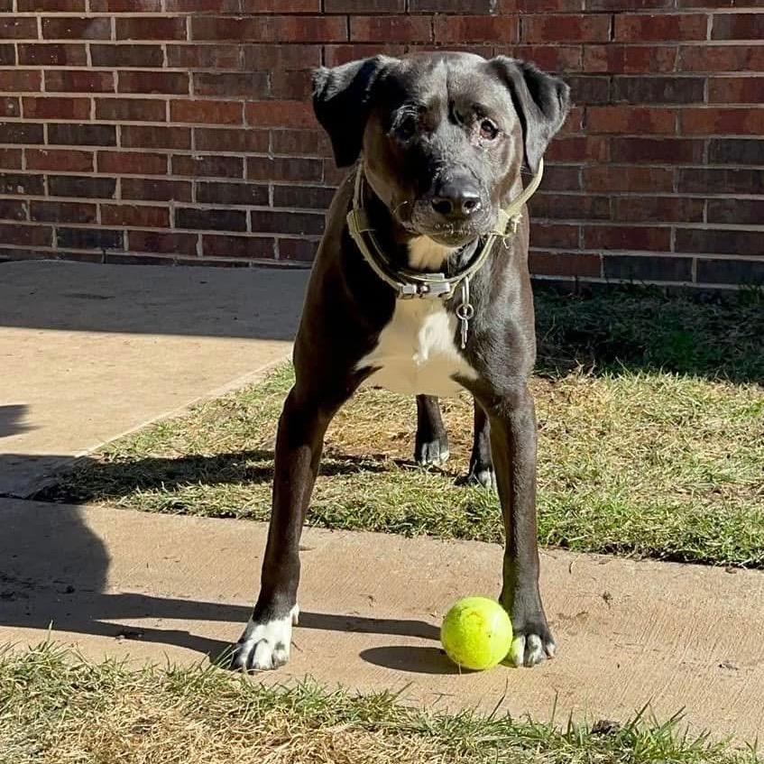 Enlarge Charlie, a Adoptable Retriever in Allen, TX image 4/6