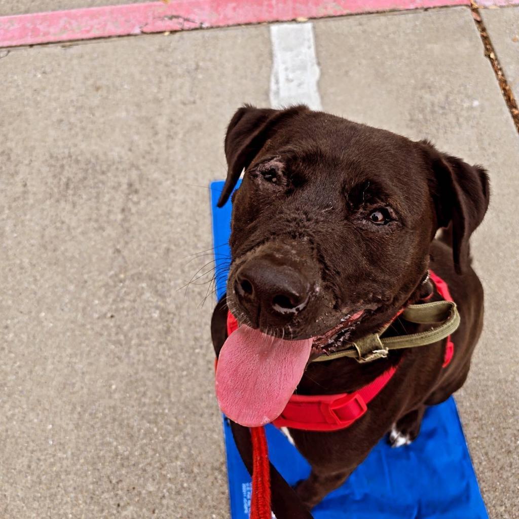 Enlarge Charlie, a Adoptable Retriever in Allen, TX image 5/6