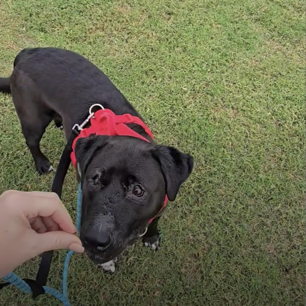Enlarge Charlie, a Adoptable Retriever in Allen, TX image 6/6