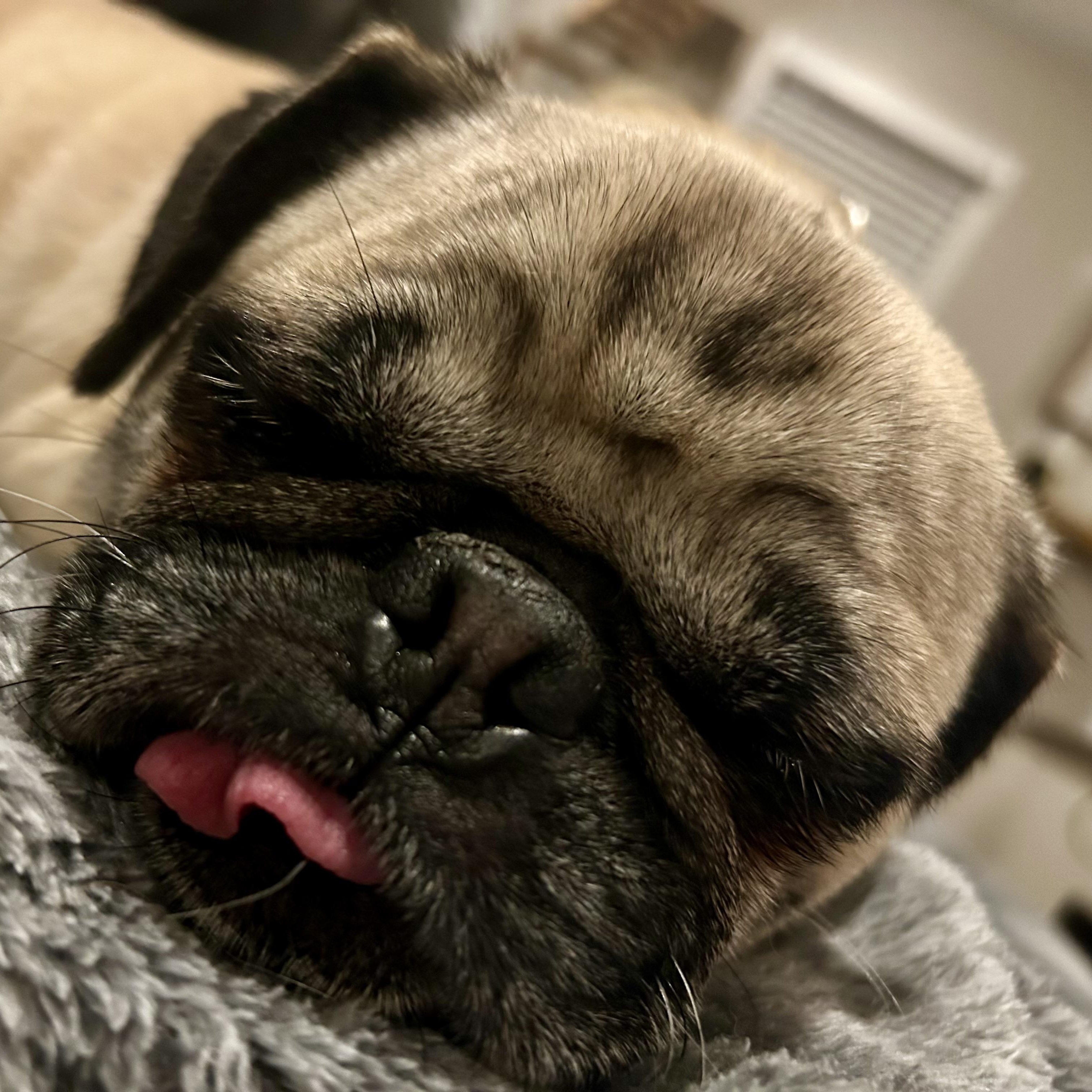 Enlarge Raisin, a Adopted Pug in Murphysboro, IL image 3/5