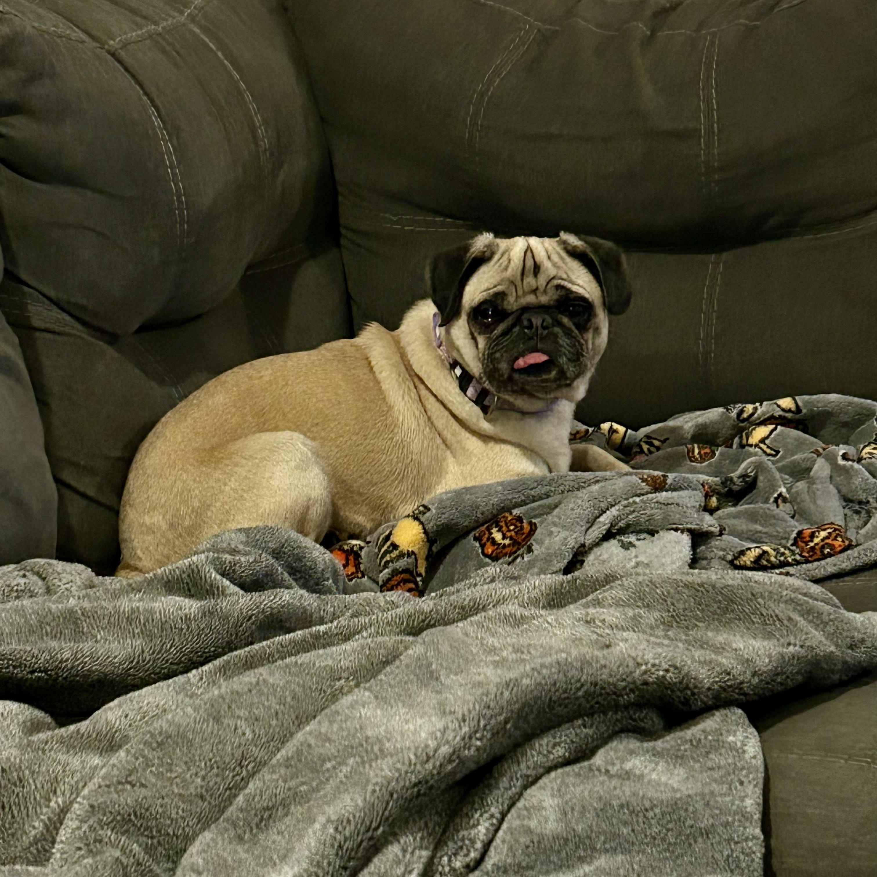 Enlarge Raisin, a Adopted Pug in Murphysboro, IL image 5/5
