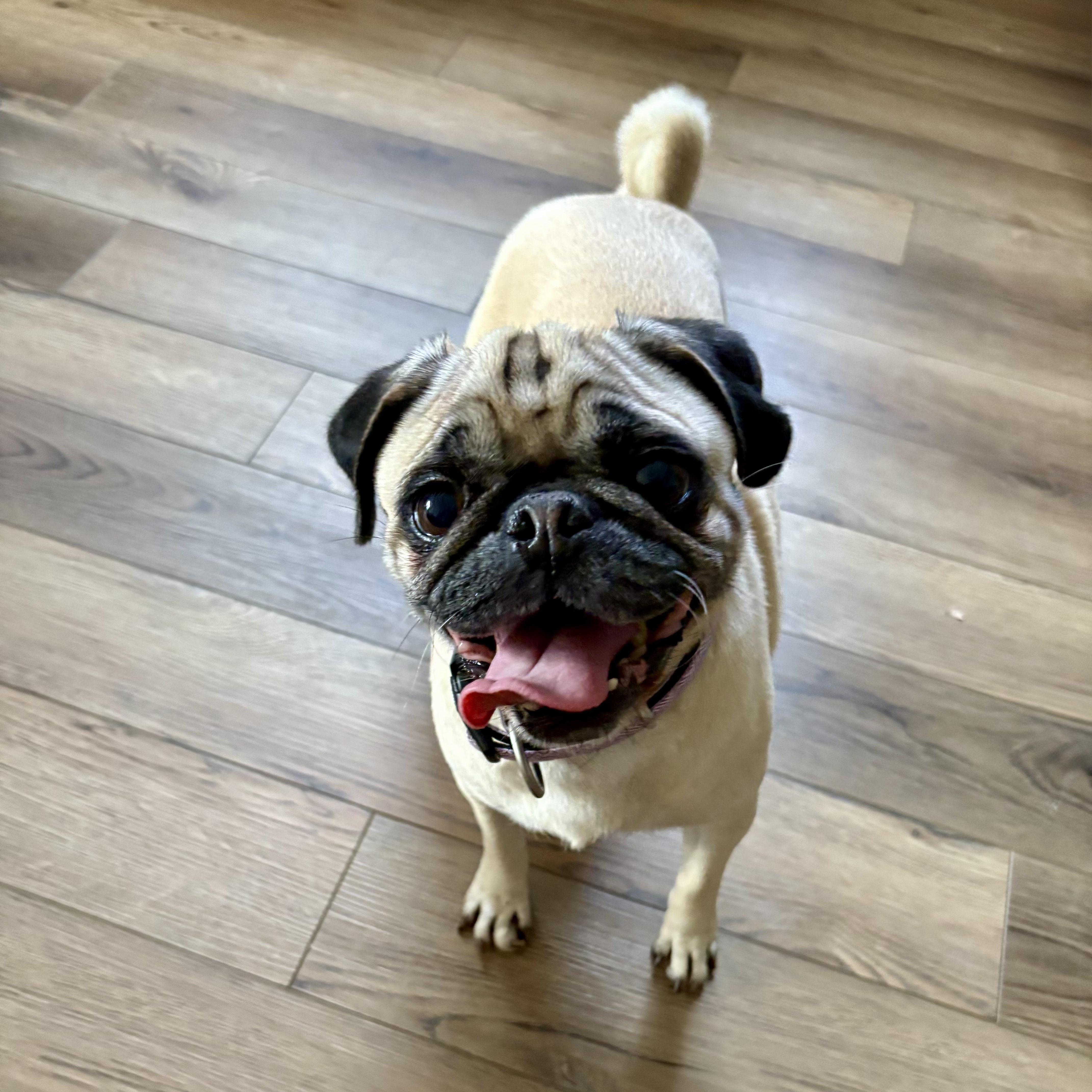 Raisin, Adopted, Adult Female Pug.