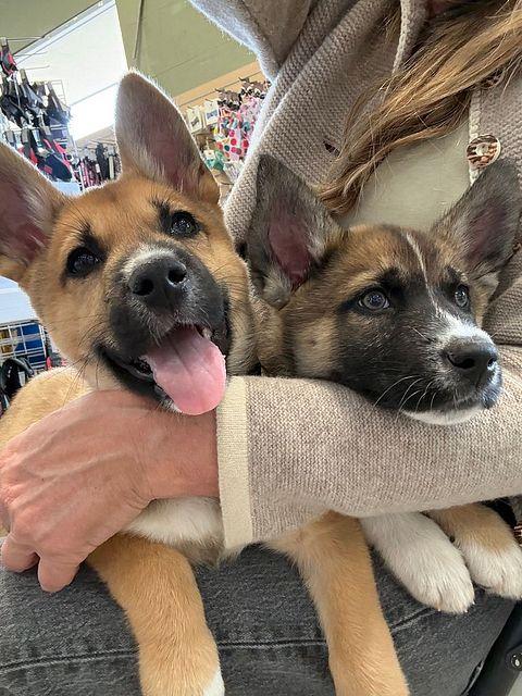 Enlarge Rickon the Shepsky, a ADOPTABLE mixed breed in Studio City, CA image 2/2
