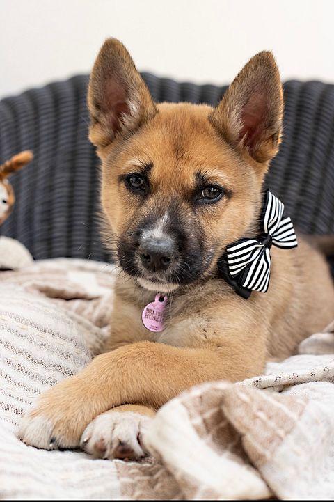 Enlarge Rickon the Shepsky, a ADOPTABLE mixed breed in Studio City, CA image 1/2