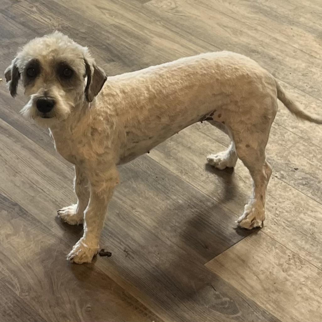 Enlarge Cerelia, a Adoptable mixed breed in Las Vegas, NV image 2/3