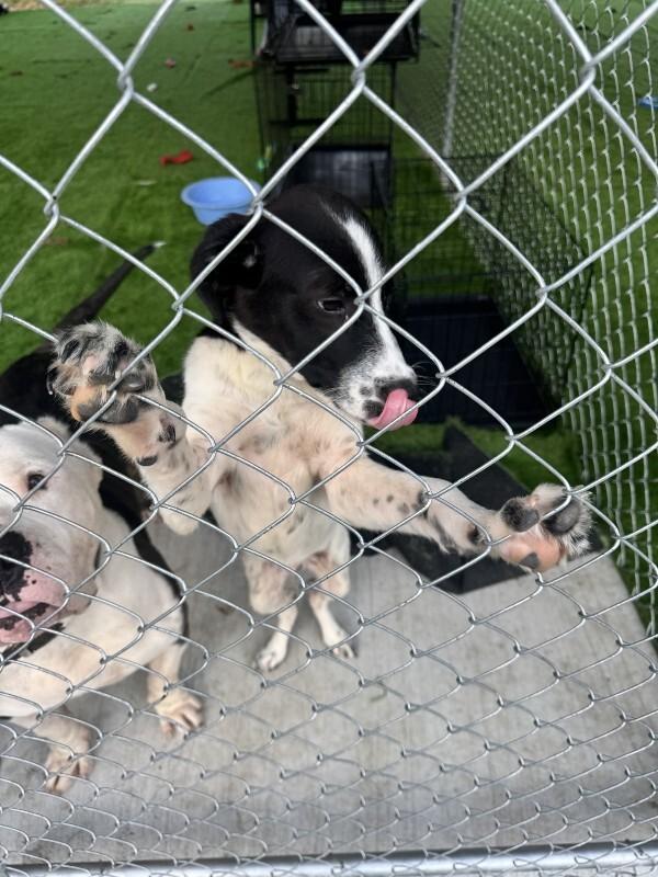 Enlarge Bullet 8-7-2026, a Adoptable mixed breed in Paris , TN image 1/1