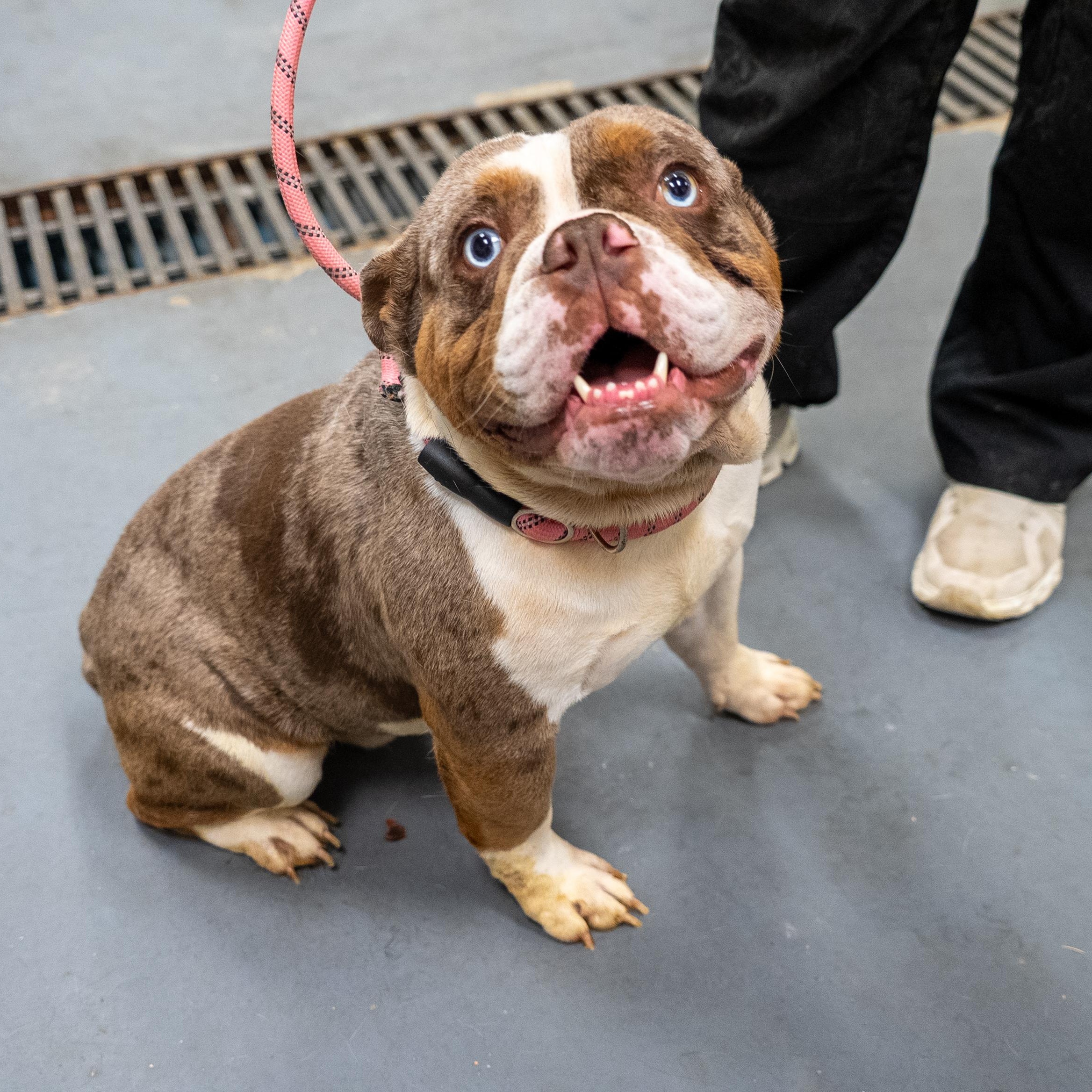 Forest, an adopted English Bulldog in King George, VA image 2/6