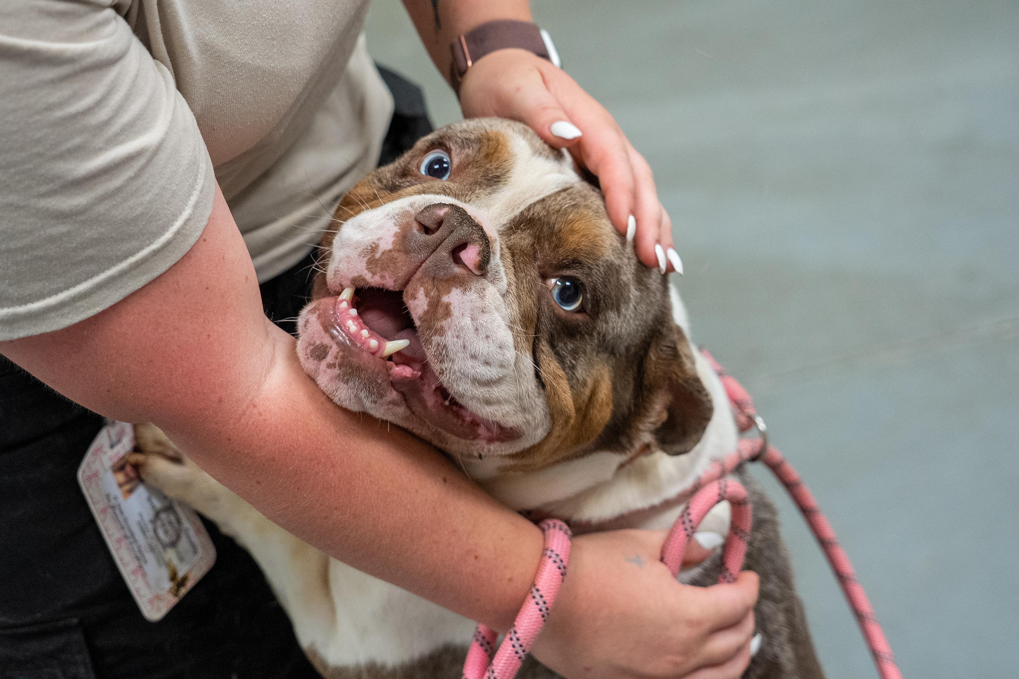 Forest, an adopted English Bulldog in King George, VA image 3/6