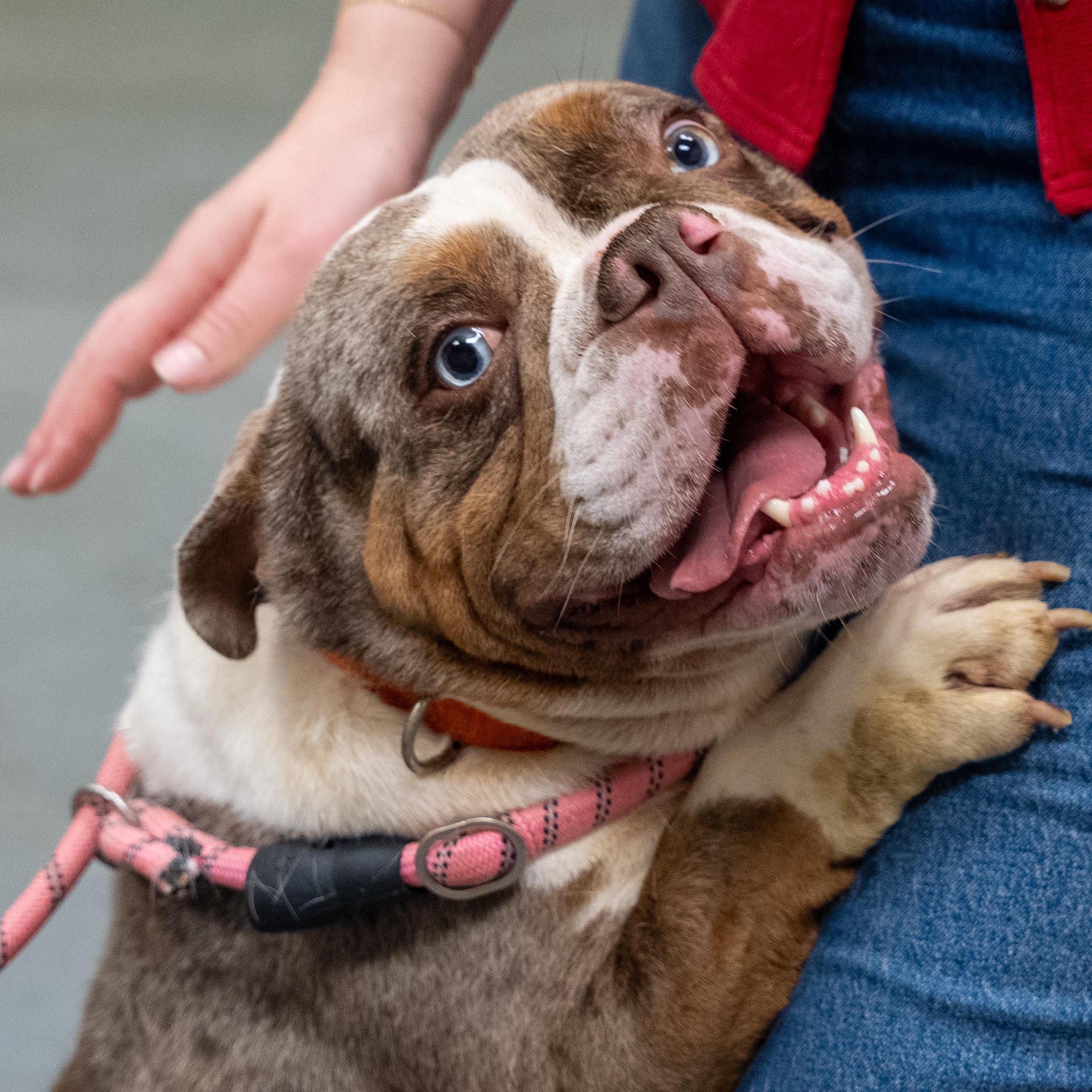Forest, an adopted English Bulldog in King George, VA image 4/6