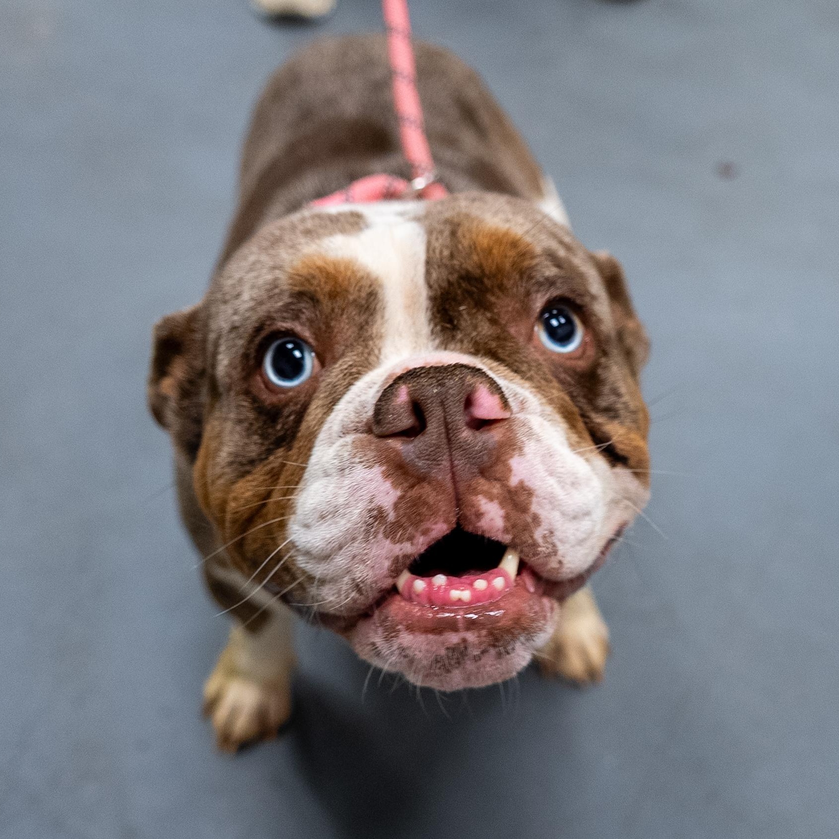 Forest, an adopted English Bulldog in King George, VA image 1/6