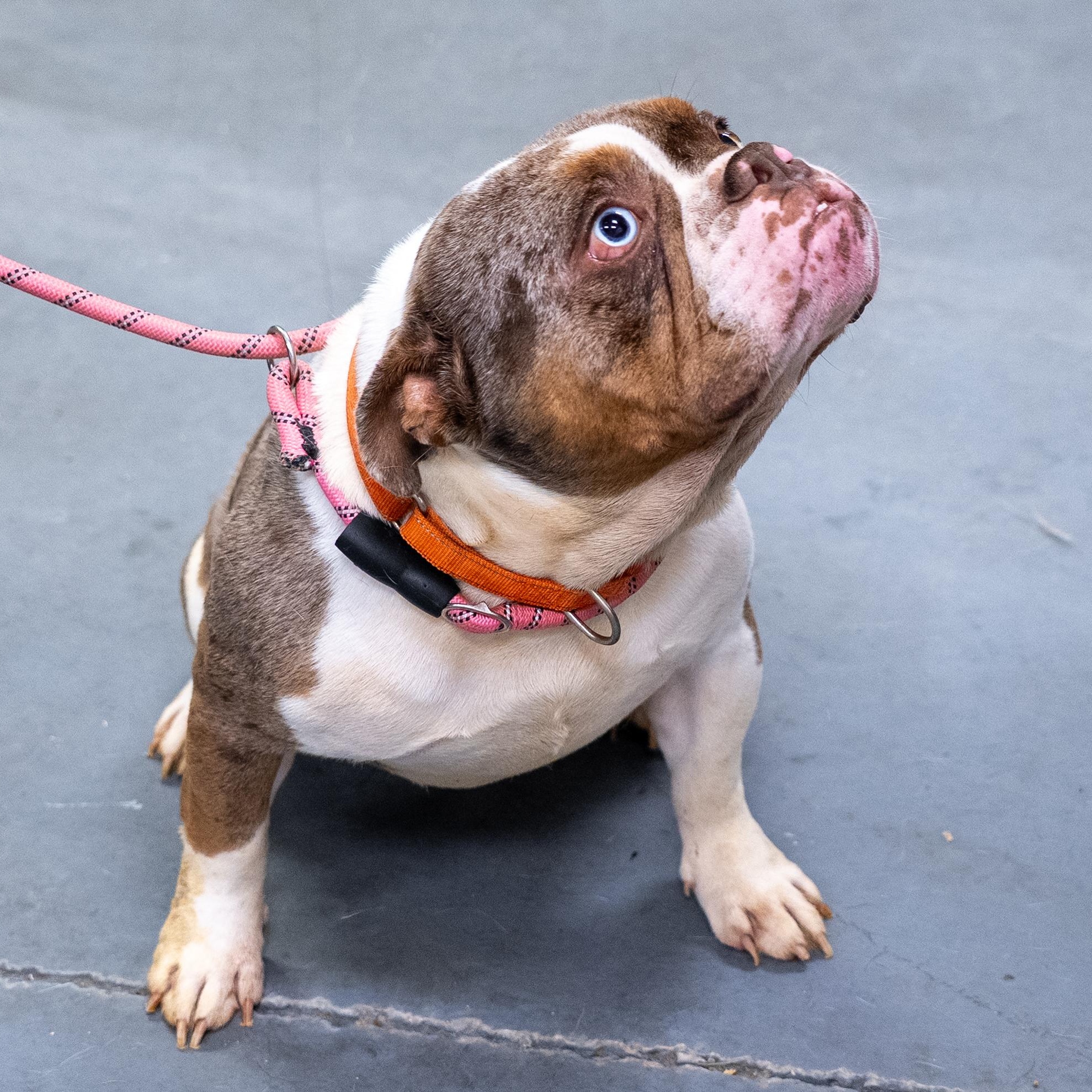 Forest, an adopted English Bulldog in King George, VA image 5/6