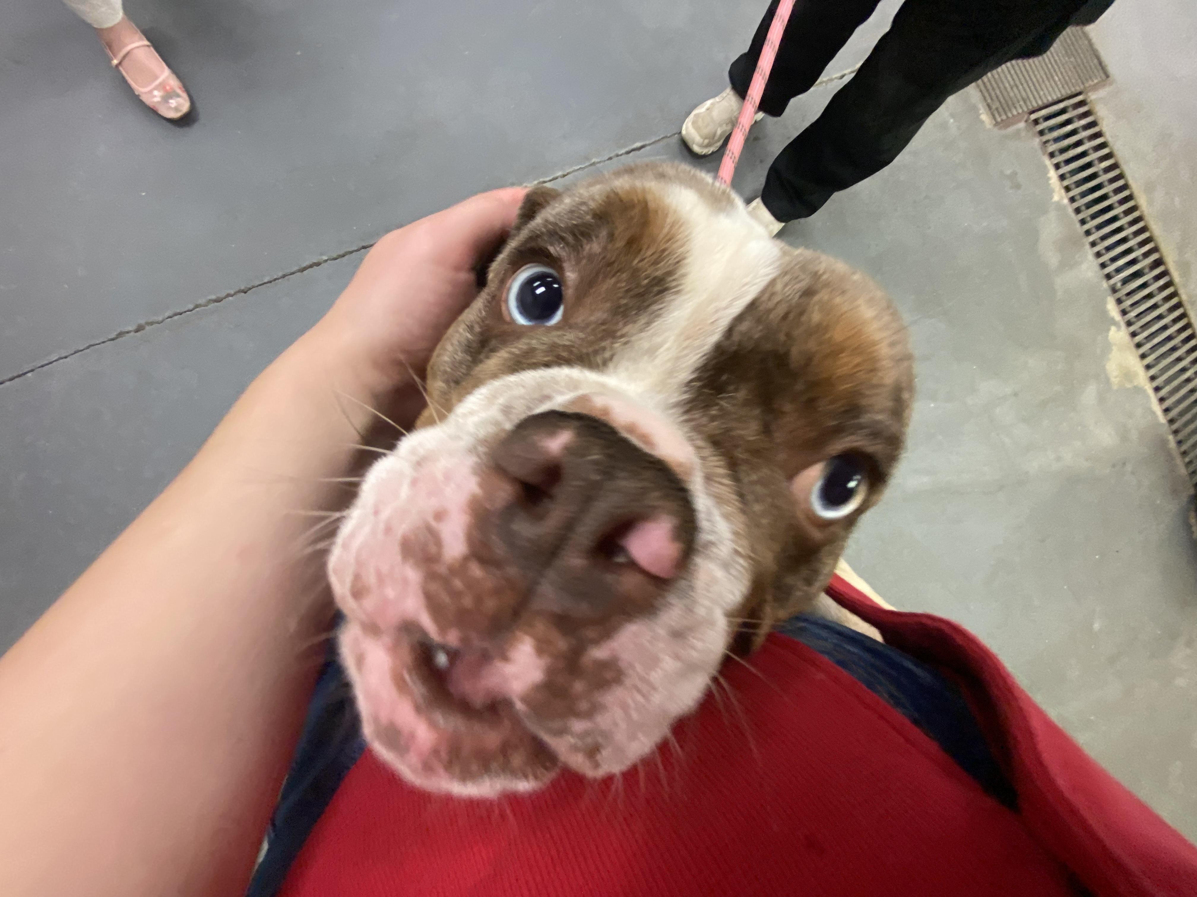 Forest, an adopted English Bulldog in King George, VA image 6/6