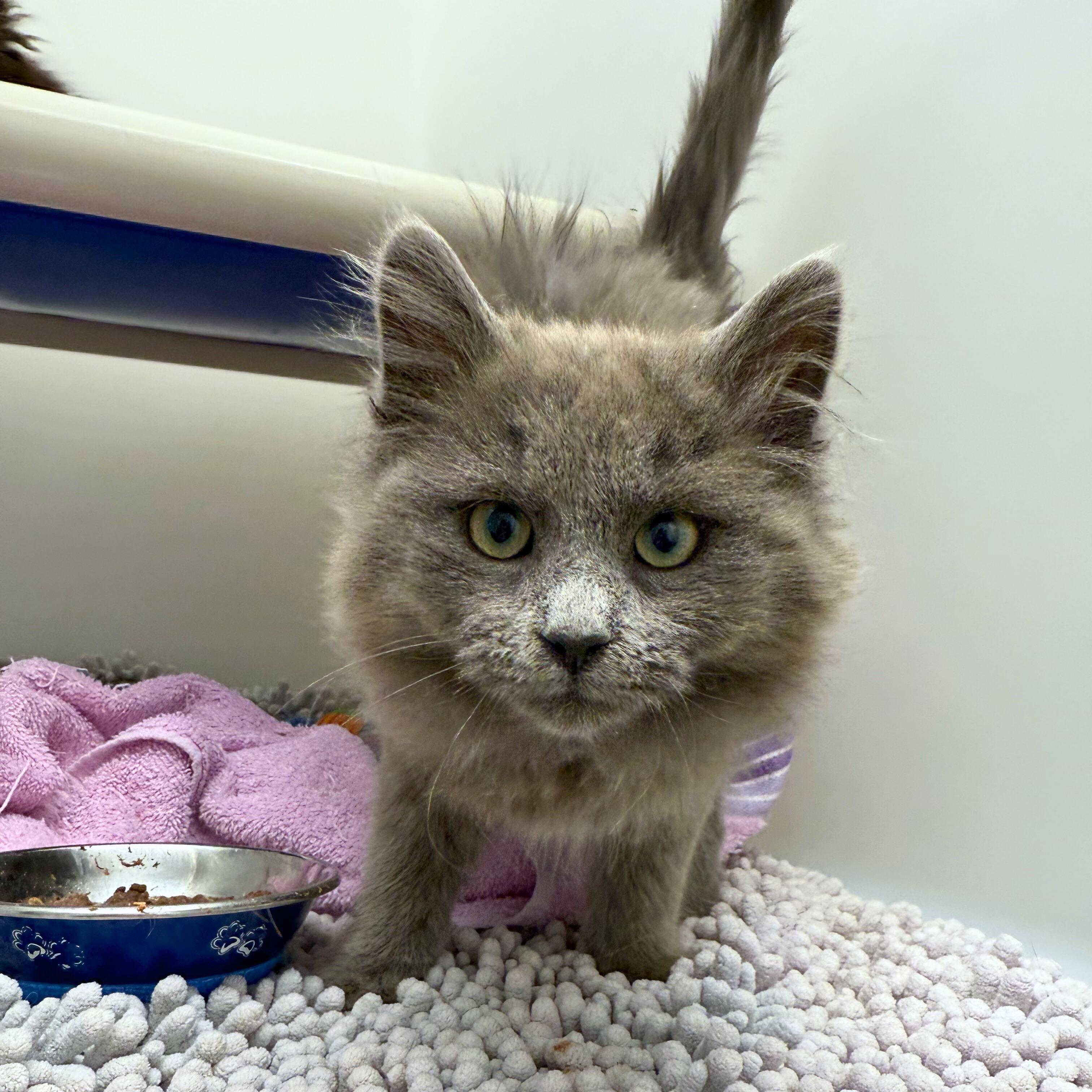 Enlarge Louise, an adopted Domestic Medium Hair in Ridgway, CO image 3/4