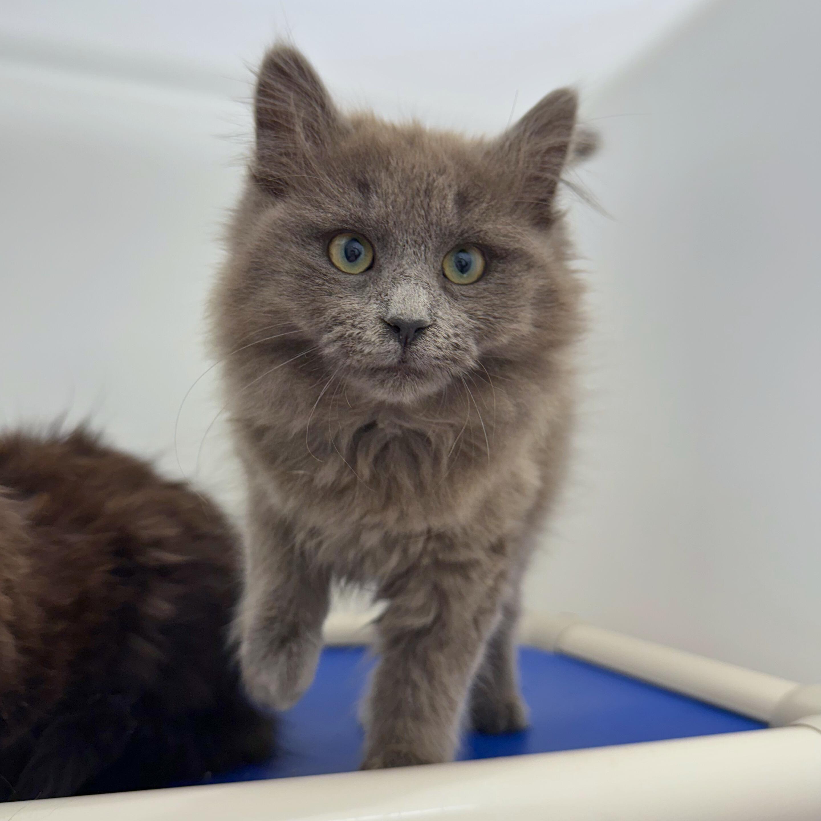 Enlarge Louise, an adopted Domestic Medium Hair in Ridgway, CO image 4/4