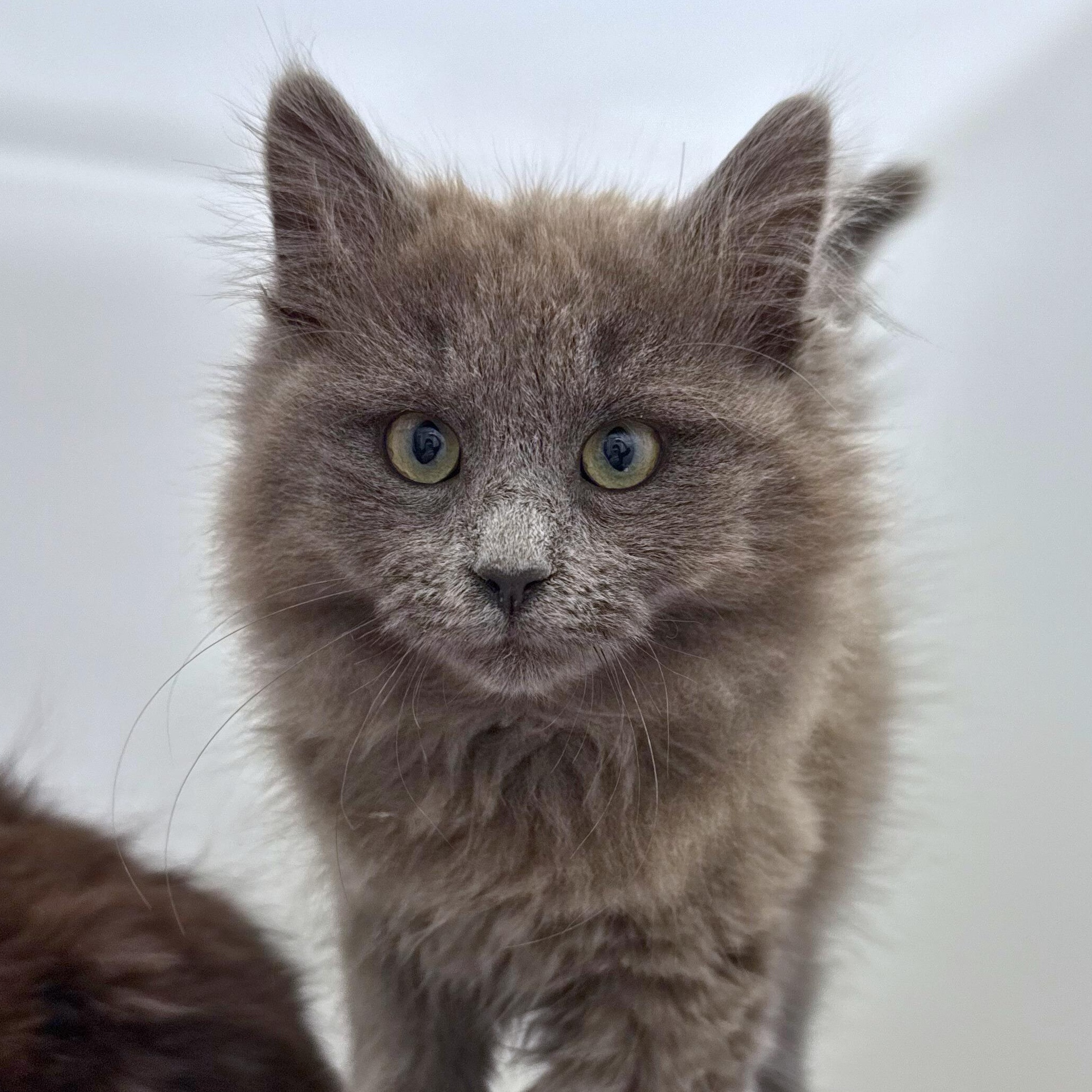 Louise, adopted, Kitten Female Domestic Medium Hair.