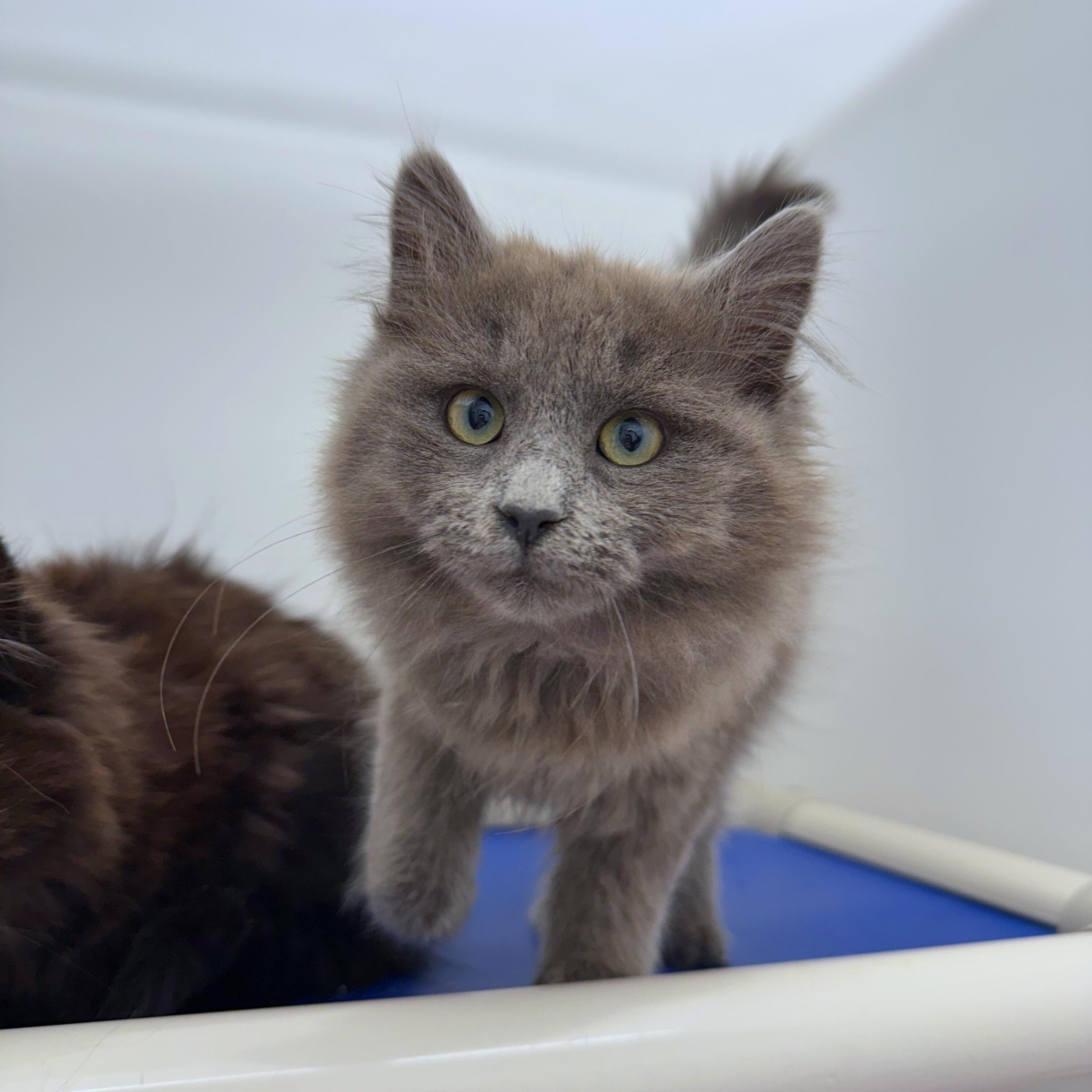 Enlarge Louise, an adopted Domestic Medium Hair in Ridgway, CO image 2/4