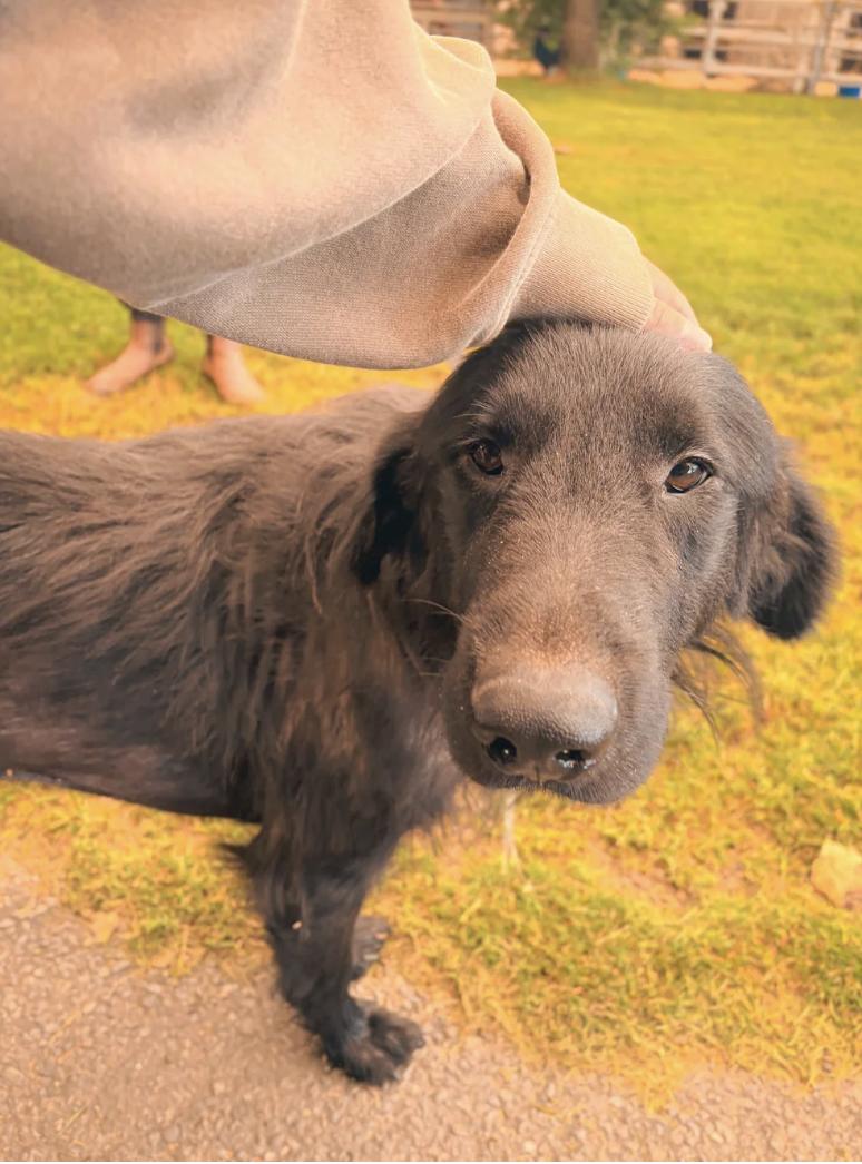 Enlarge Figgy, a Adopted mixed breed in Davis, CA image 3/6