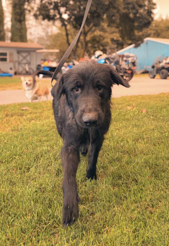 Enlarge Figgy, a Adopted mixed breed in Davis, CA image 2/6