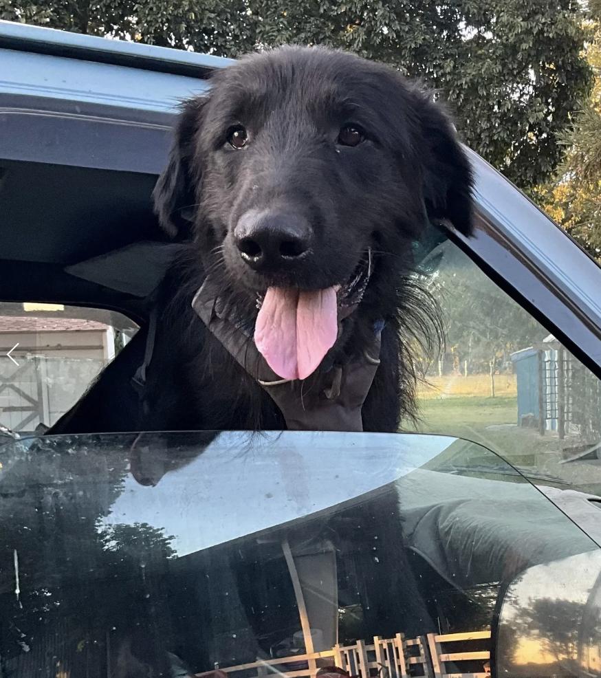 Figgy, Adopted, Young Male Flat-Coated Retriever.